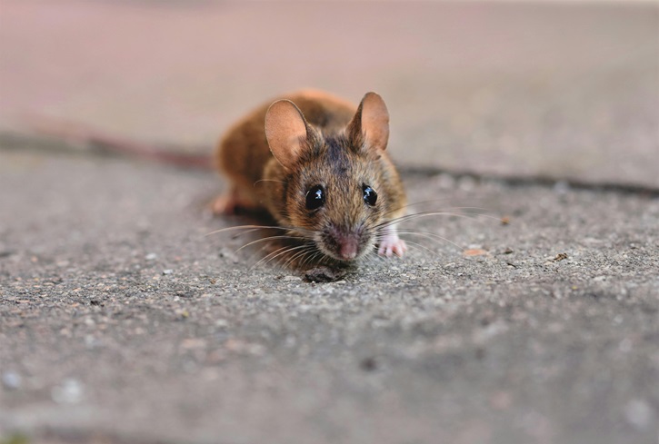 Rat Removal Melbourne, Rodent Control - Mice Pest Control