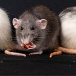 envirosafe pestcontrol